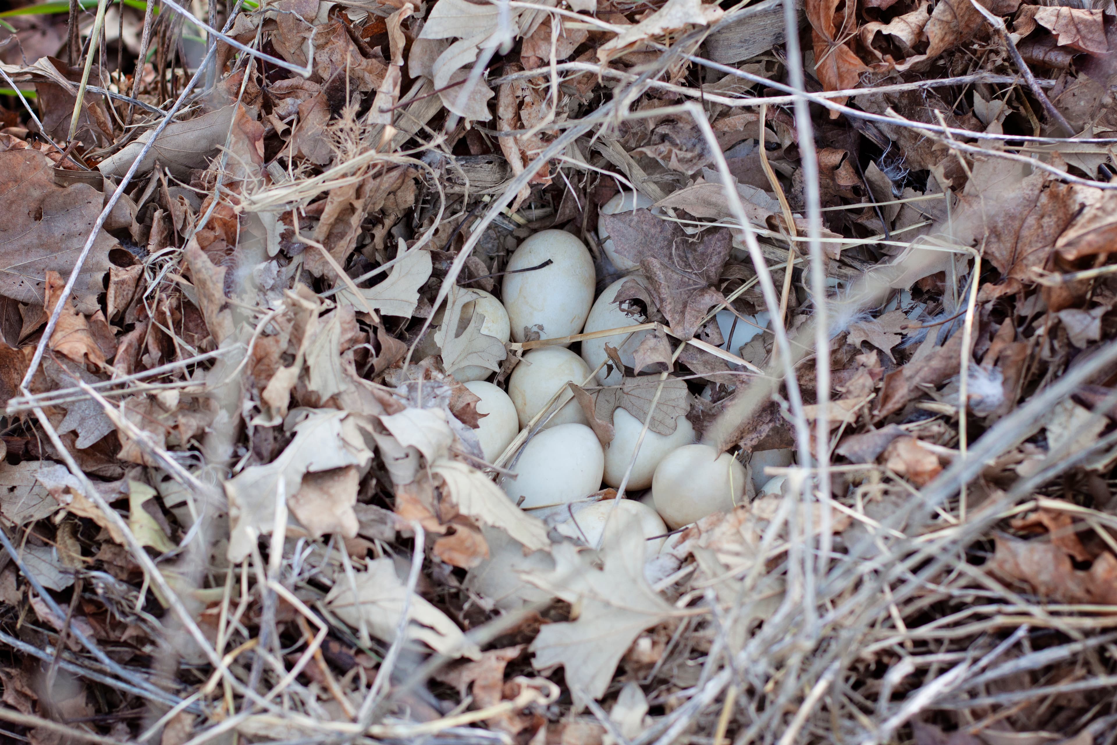 Multiple off-white eggs resting in a camouflaged ground nest of dry leaves and twigs.