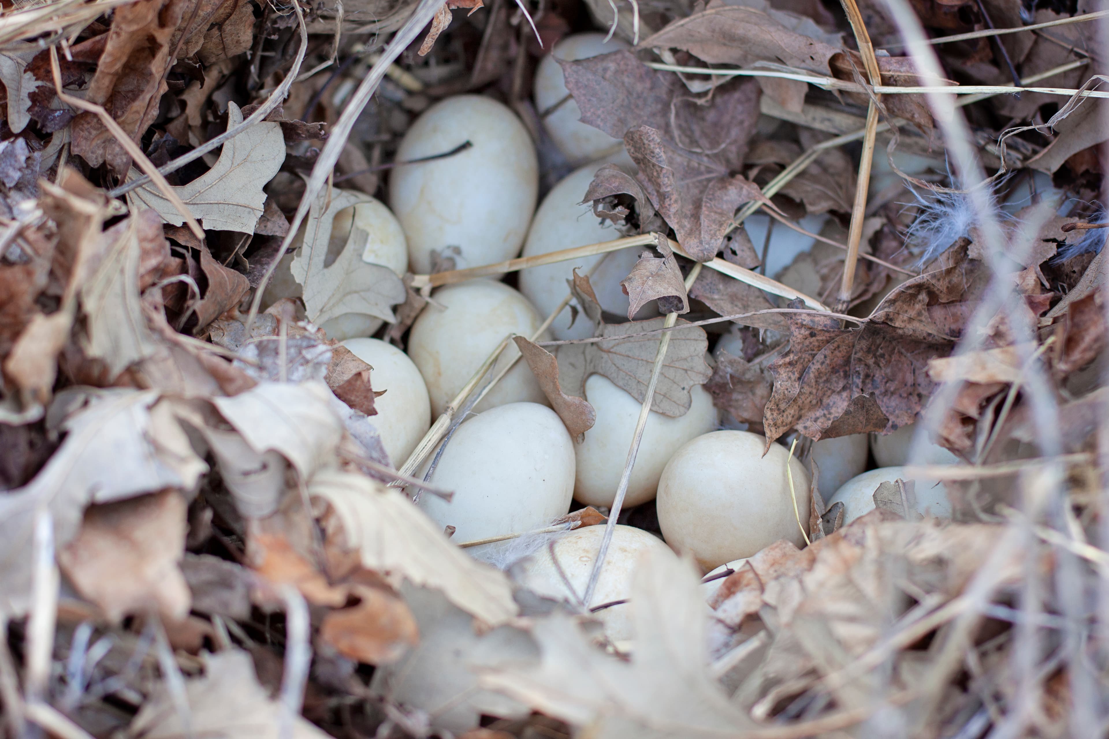 A clutch of white eggs nestled among dry, brown autumn leaves and straw.