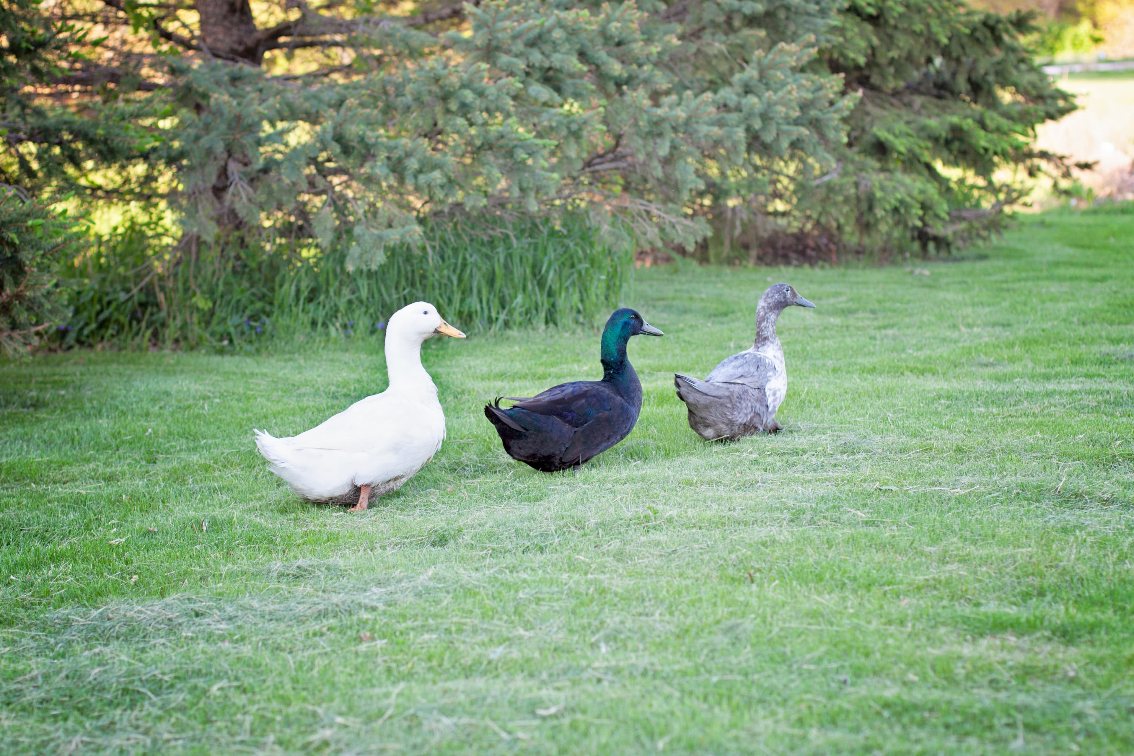 White, black, and grey ducks walking in a line across a lush green lawn.