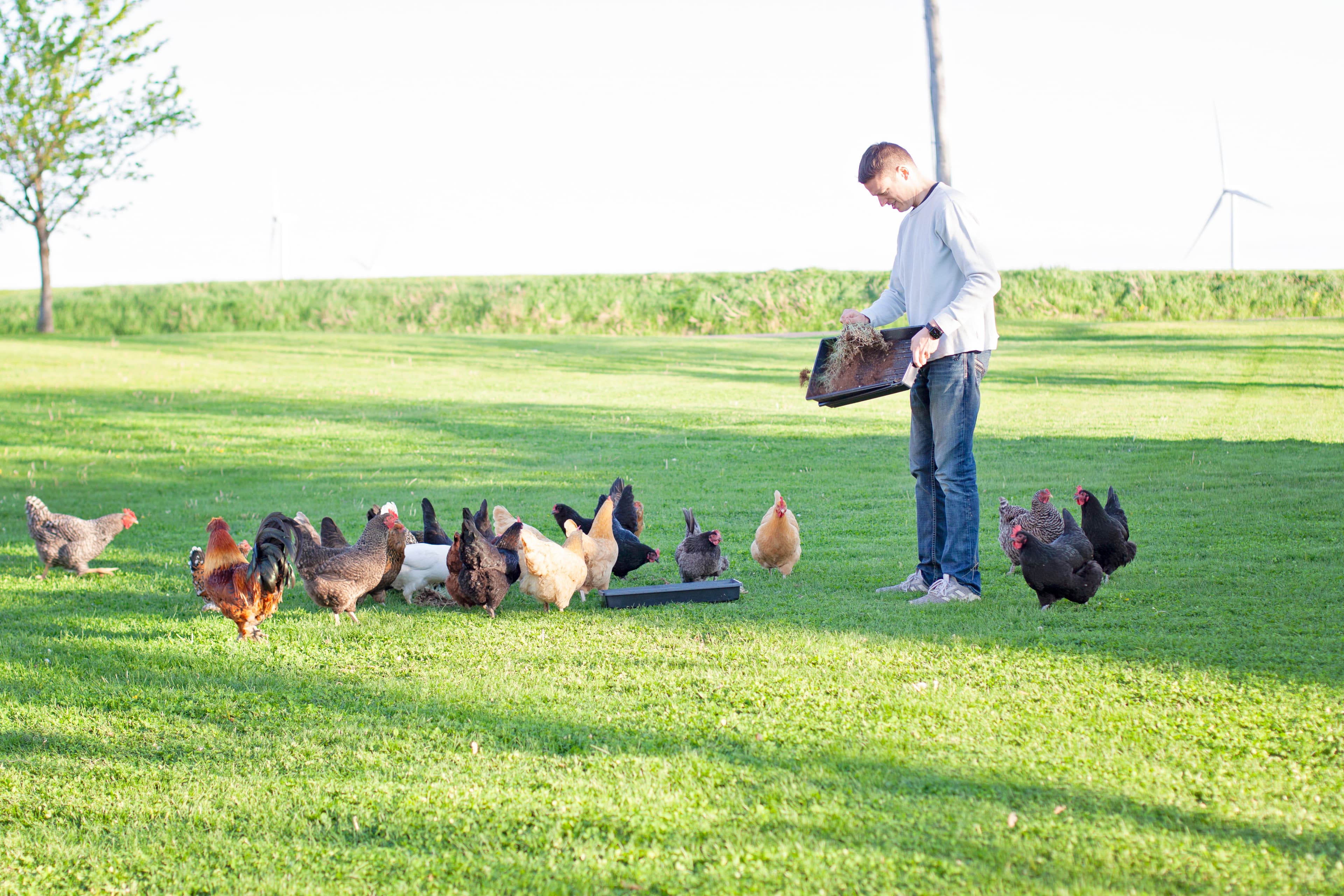 A man feeds a diverse flock of chickens in a green field on a farm.