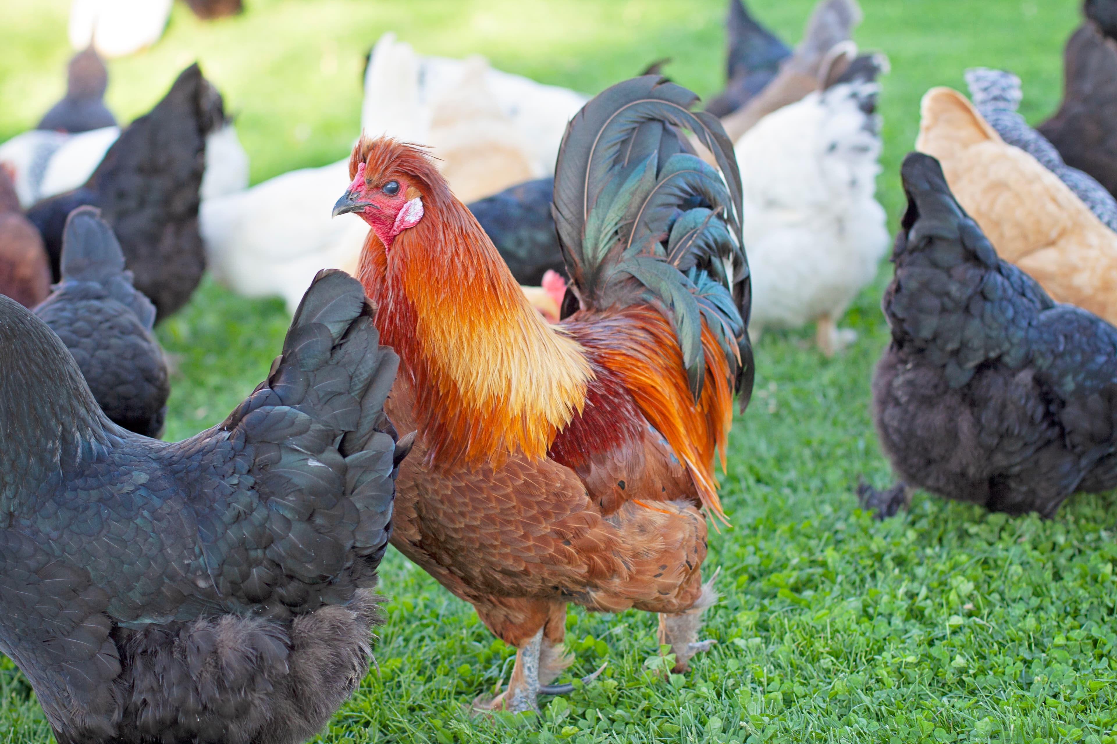 Vibrant orange rooster with iridescent tail feathers standing in a grassy field among several hens.
