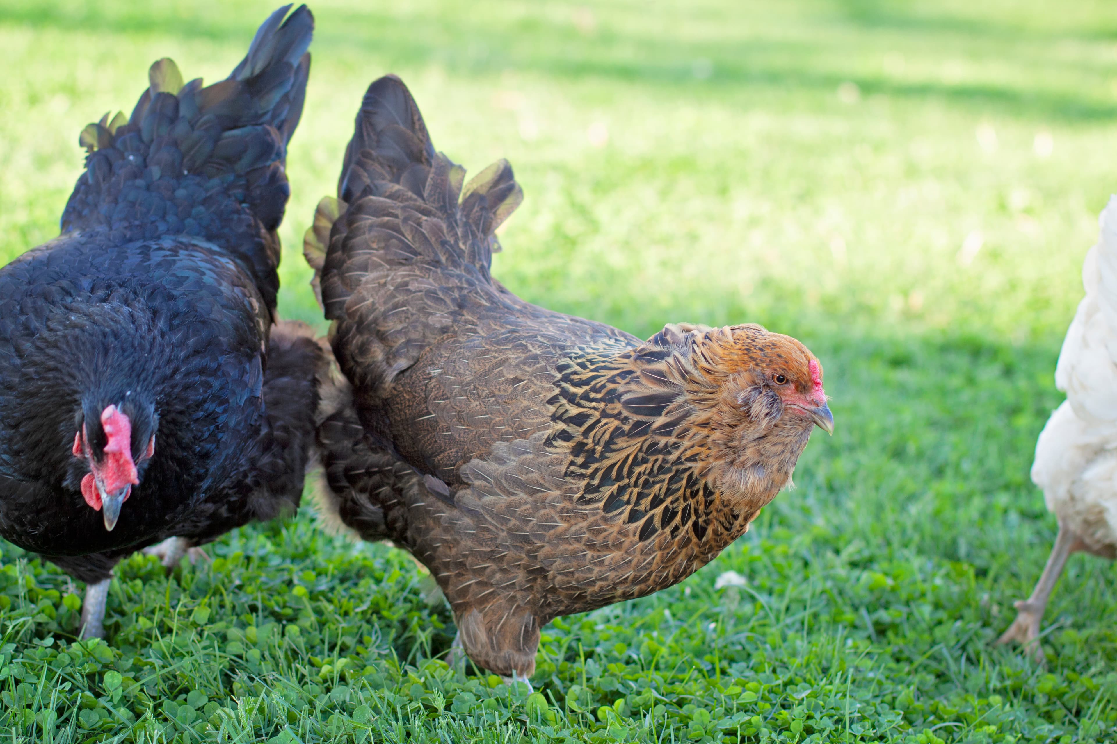 A black hen and a brown speckled hen forage in a lush green grassy field.