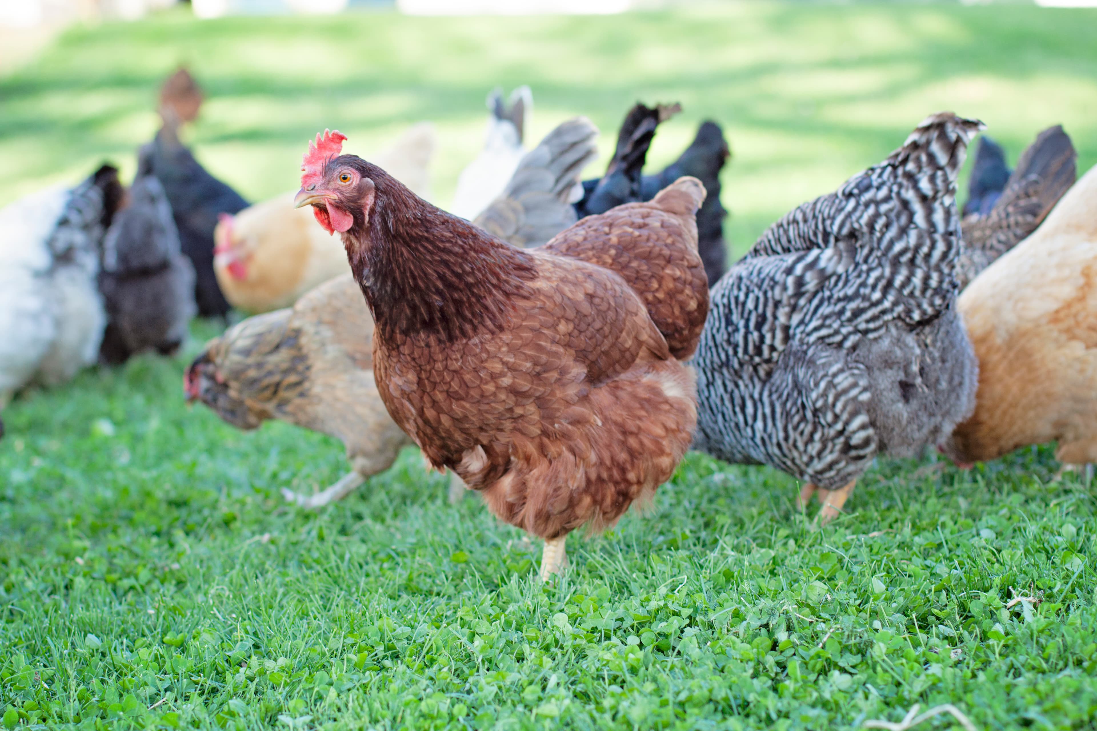 Brown hen stands on green grass with a diverse flock of chickens foraging nearby.