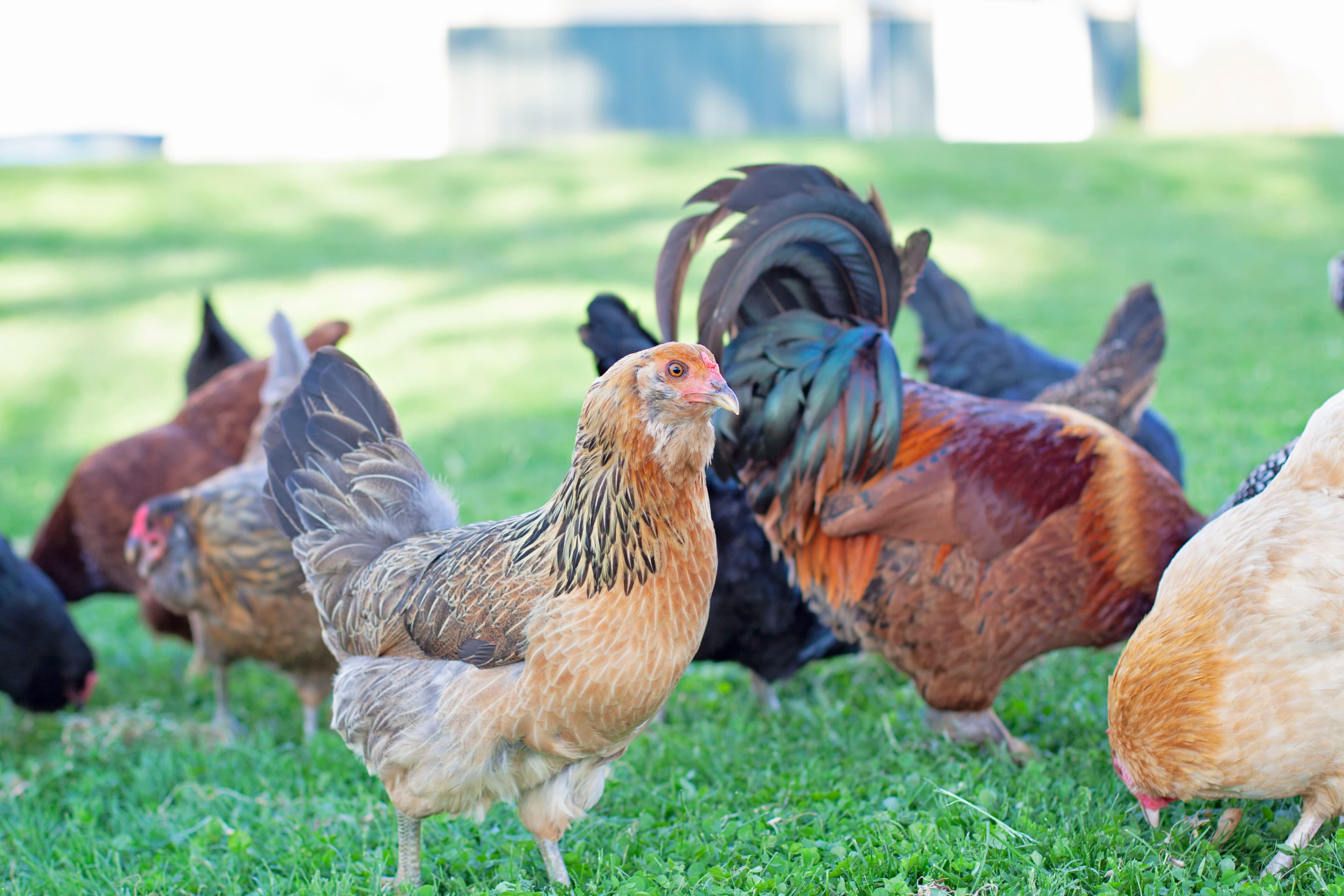 A light brown chicken stands on green grass with a diverse flock in the background.