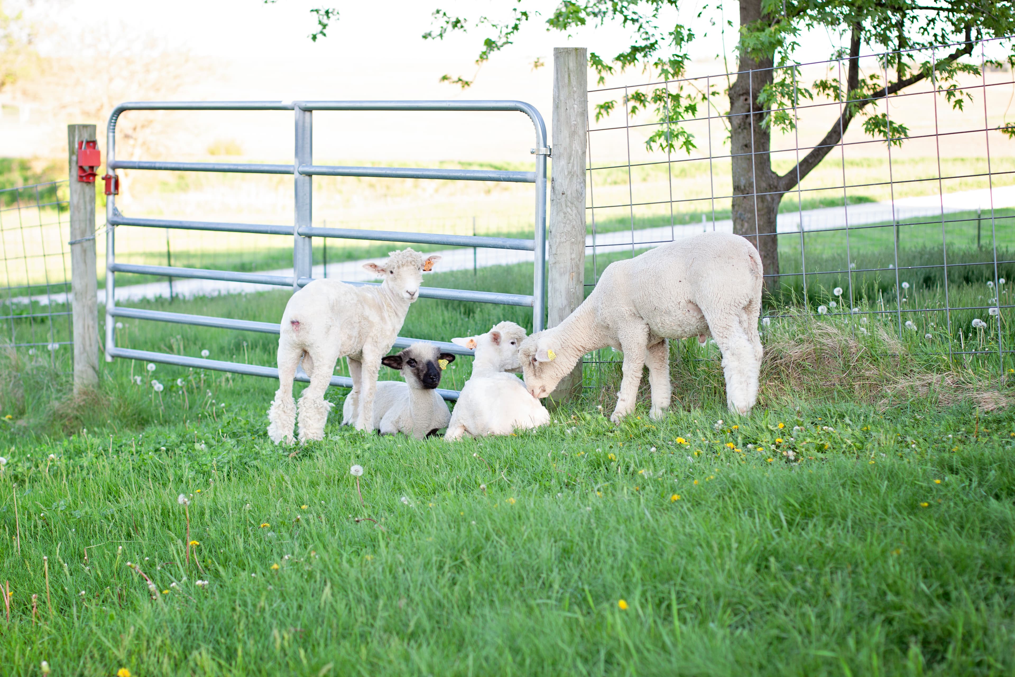 Four young lambs rest in a green pasture next to a metal farm gate.