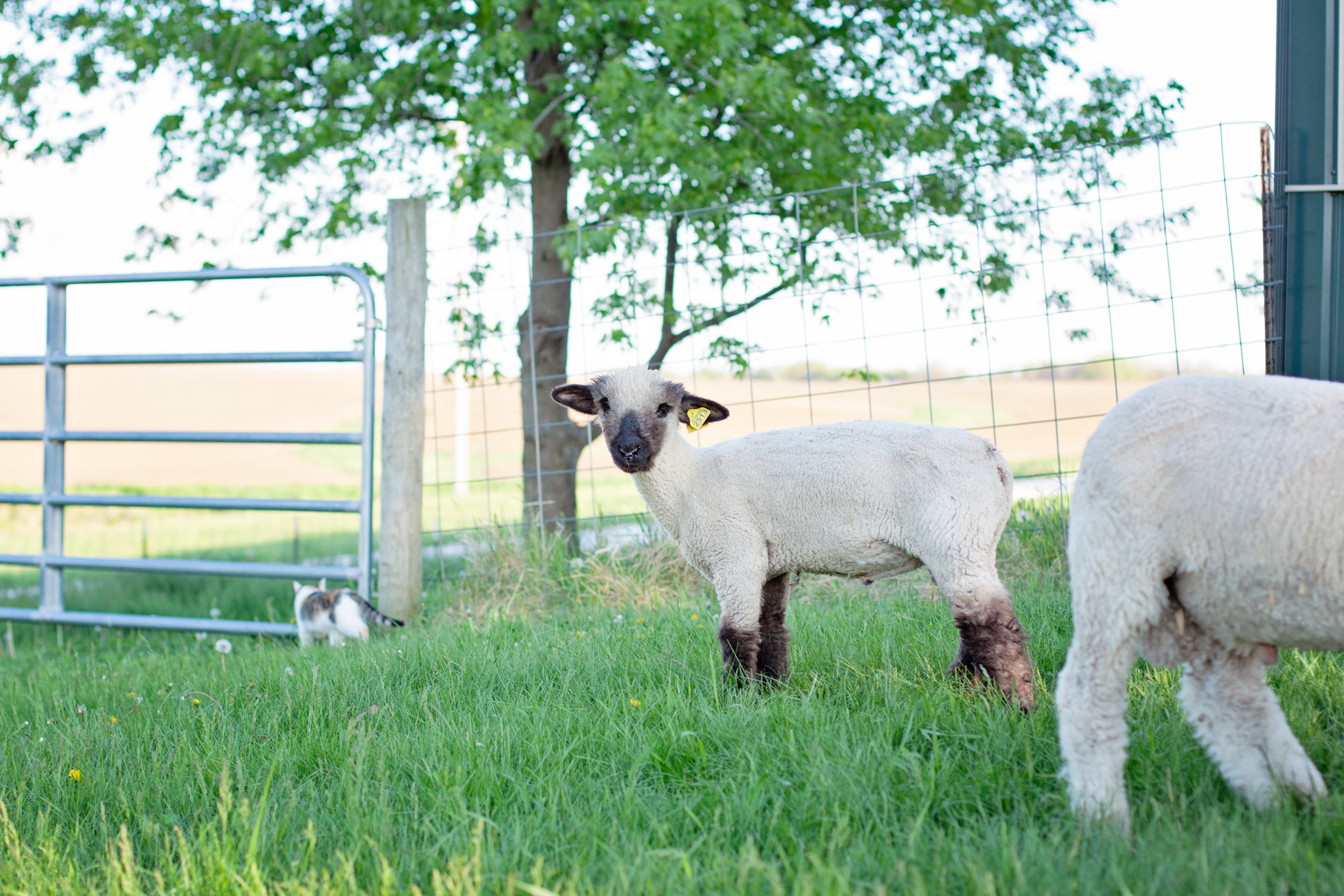 Black-faced lamb with yellow ear tag stands in a grassy field near a fence.