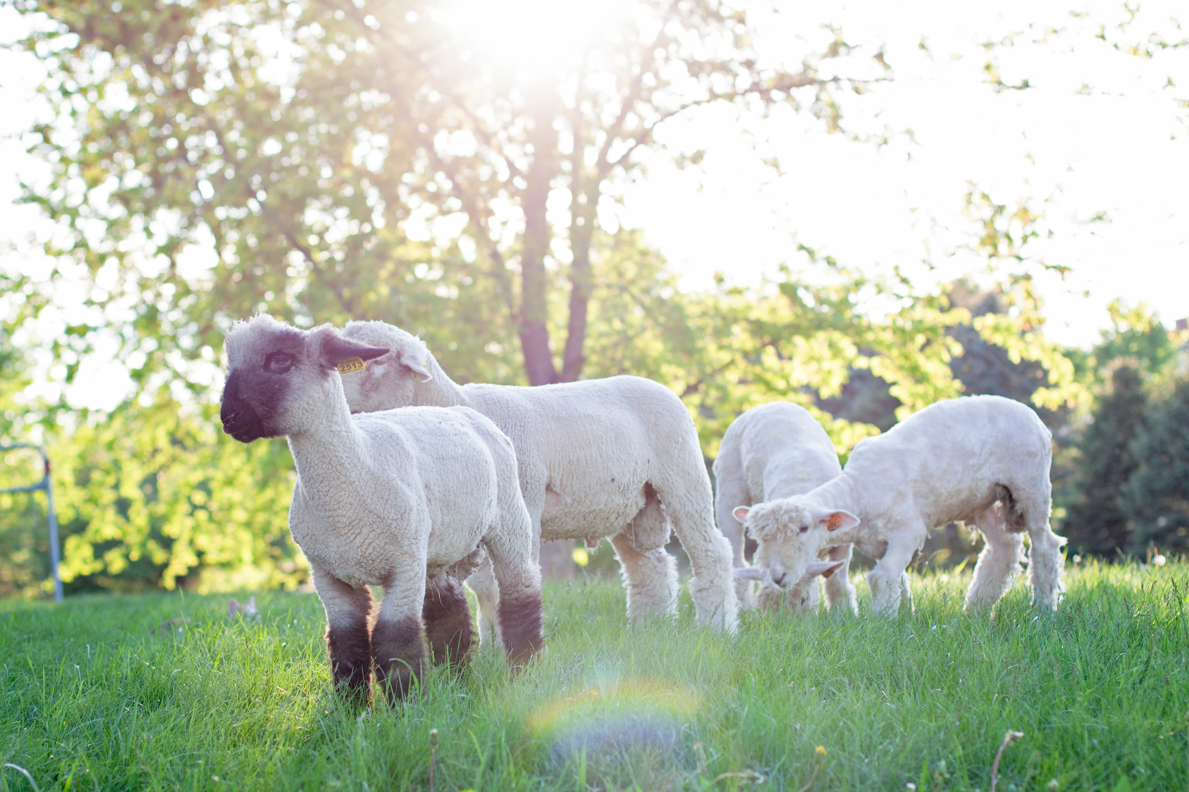 A black-faced lamb stands in a sunlit green field with three white sheep grazing.