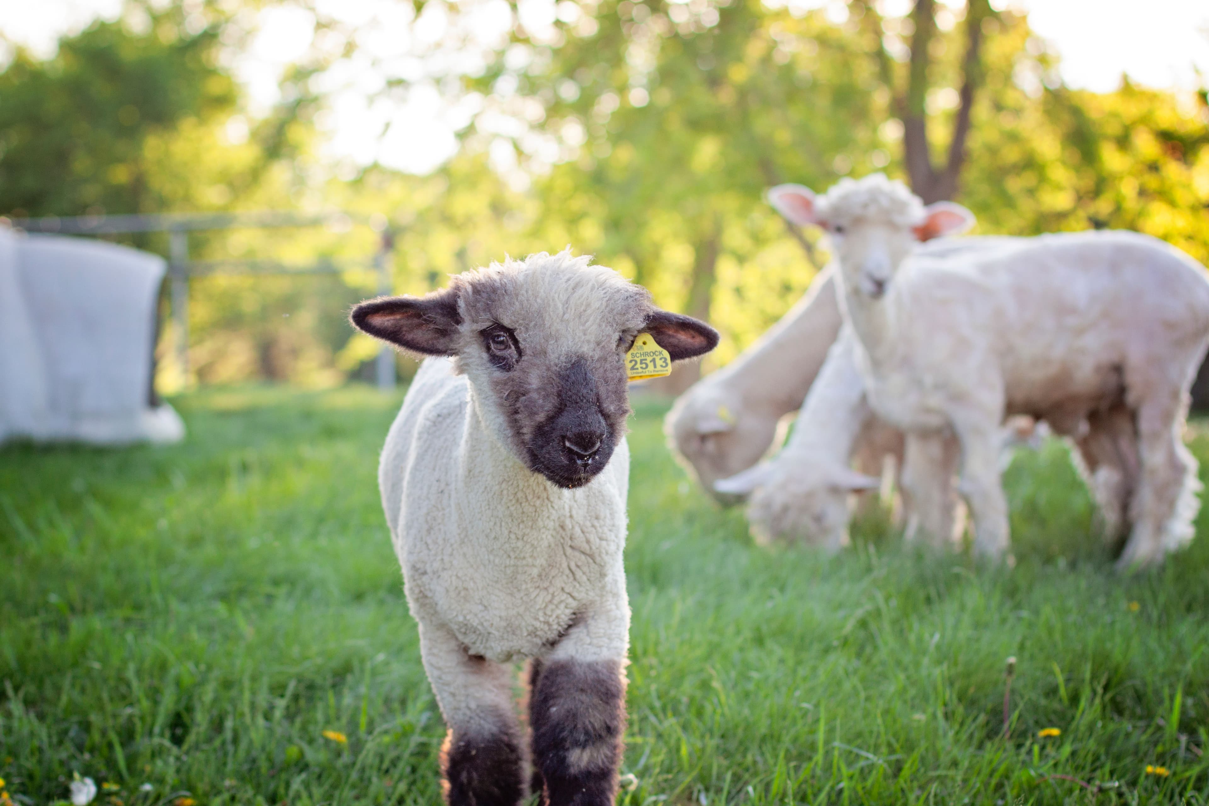 Black-faced lamb with yellow ear tag stands in a sunny green field with grazing sheep.