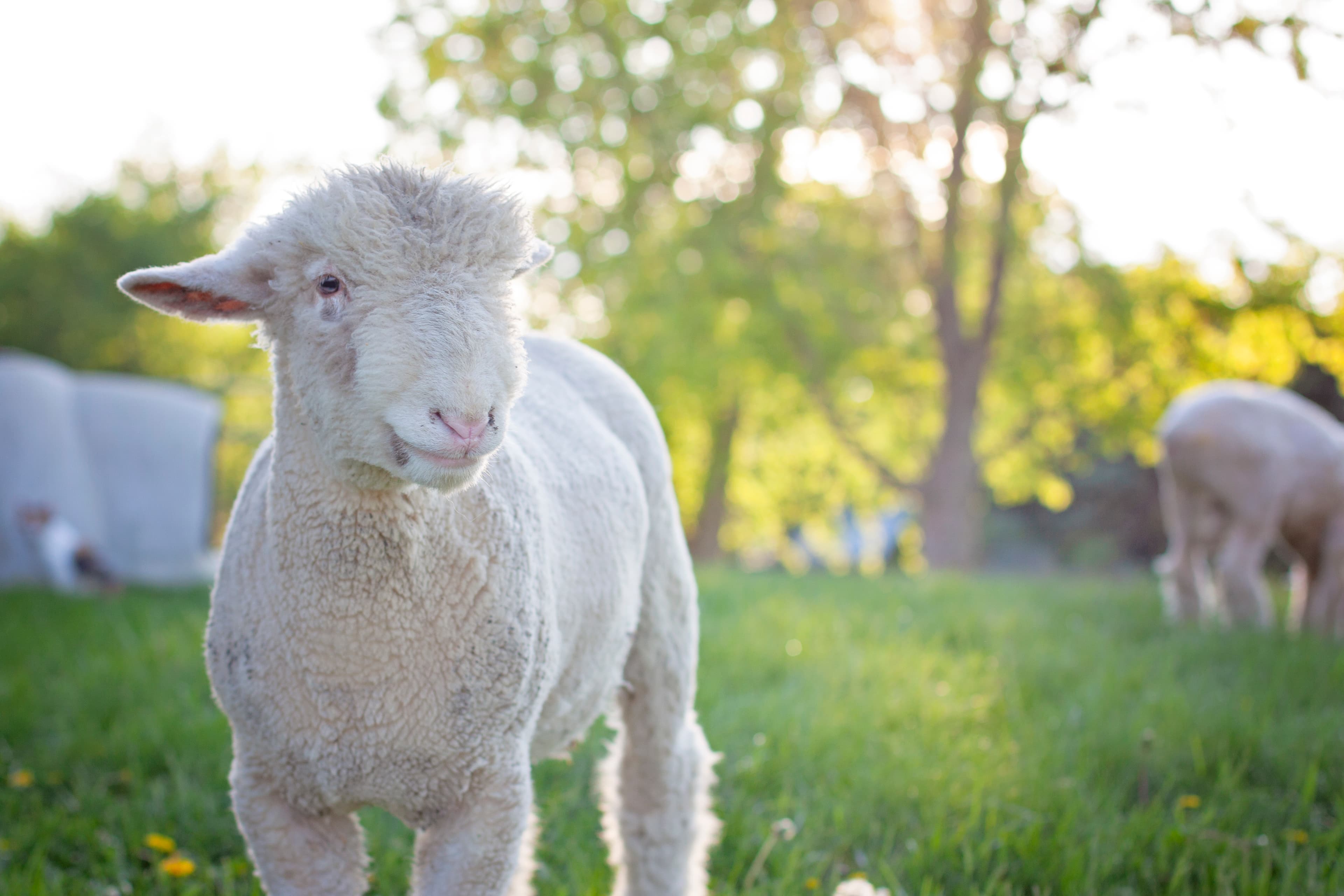 Fluffy white lamb standing in a sun-drenched green field with trees in the background.