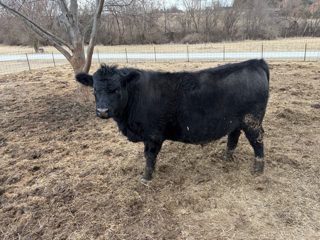Pasture-raised black cow in a muddy field
